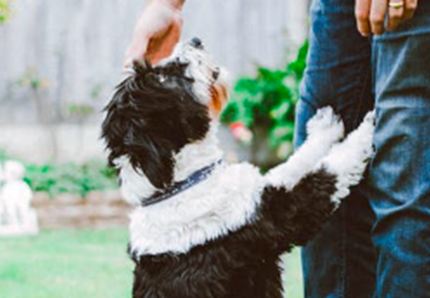 Premio del Comune a chi adotta un cane